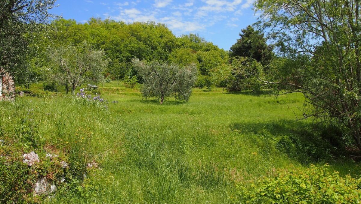 Wiese auf der Rückseite vom Haus